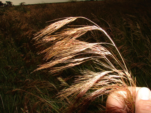 Nassella melanosperma