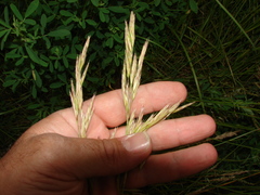 Bromus auleticus