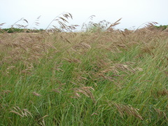 Bromus auleticus