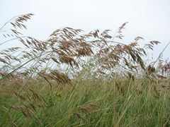 Bromus auleticus