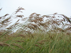 Bromus auleticus