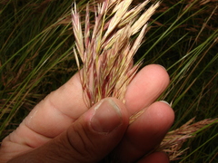 Bromus auleticus