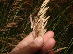 Bromus auleticus