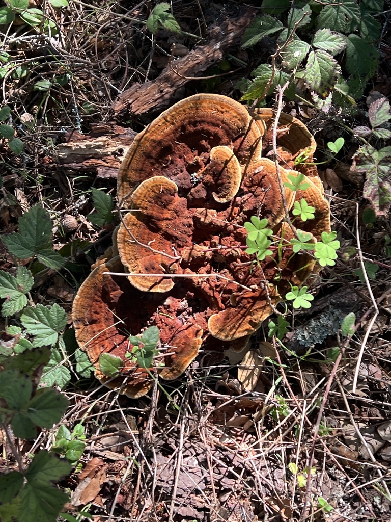 Phaeolus hispidoides · December 2025 · photo: © a_coturnix (iNaturalist, cc0)