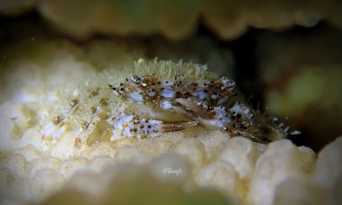Domecia hispida, 2020-01-18