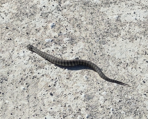 Southern Death Adder sighting