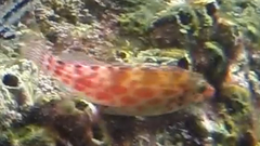 Cirrhitichthys oxycephalus