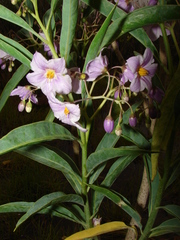 Solanum glaucophyllum