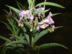 Solanum glaucophyllum
