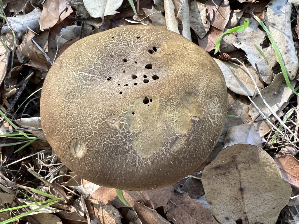 Xerocomus subtomentosus · December 2025 · photo: © a_coturnix (iNaturalist, cc0)