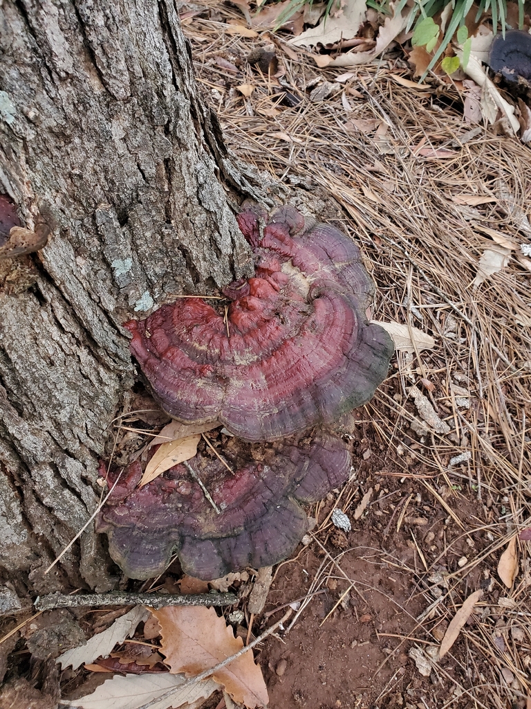 Ganoderma sessile · December 2025 · photo: © egdolensky (iNaturalist, cc-by)