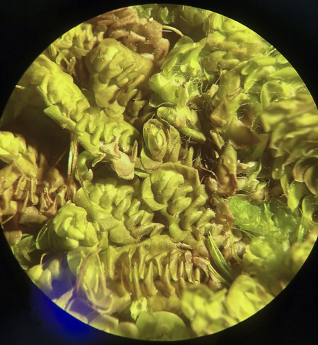 Scapania microdonta