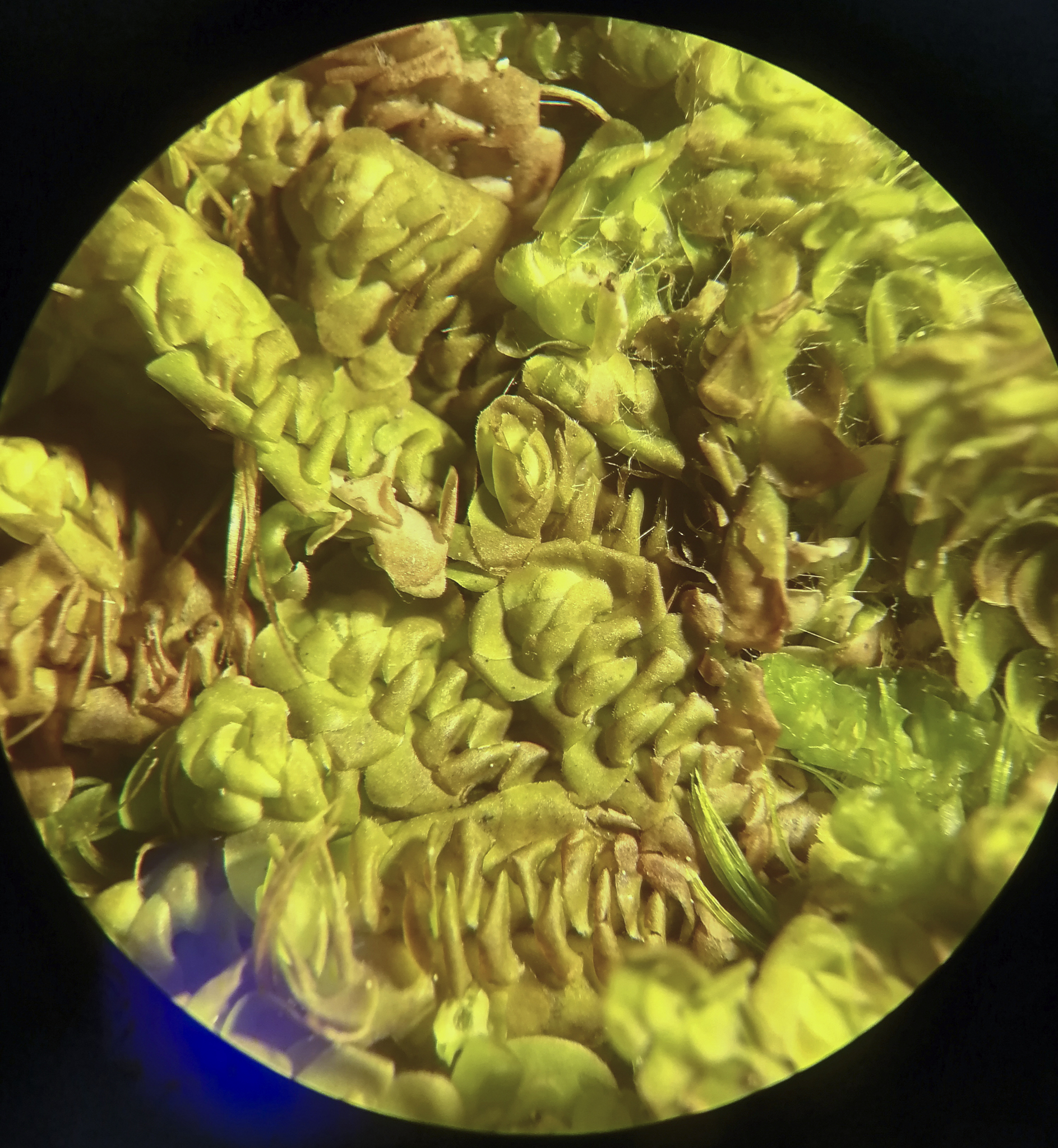 Scapania microdonta