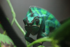 Furcifer pardalis