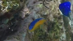 Stegastes flavilatus