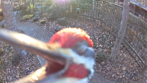 Pileated Woodpecker photographed in Oregon