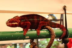 Furcifer pardalis