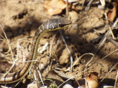Psammophis subtaeniatus