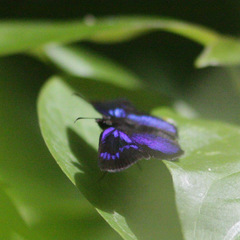 Paches loxus gloriosus