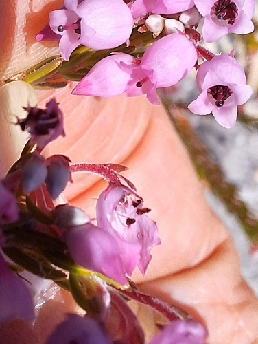 Sacred Heath (Erica verecunda)