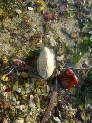 Dosinia exoleta