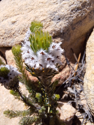 Phylica aemula (Phylica aemula)