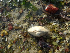 Dosinia exoleta