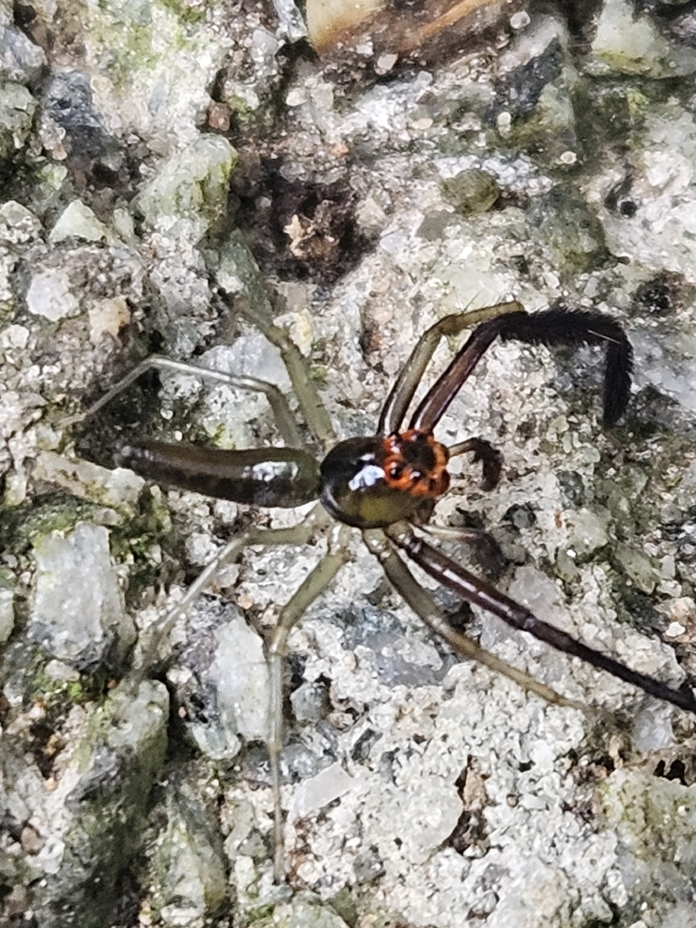 Lyssomanes nigrofimbriatus