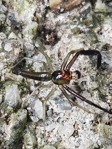 Lyssomanes nigrofimbriatus