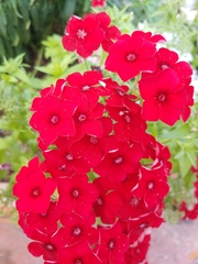 Glandularia × hybrida