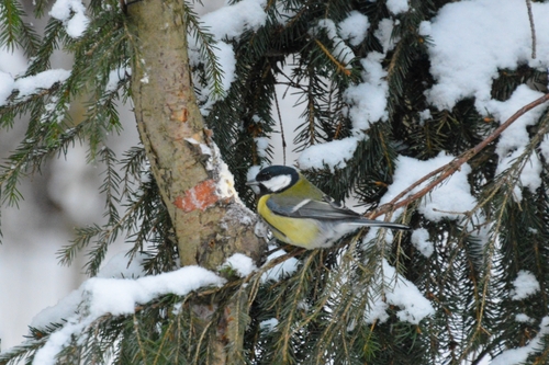 Carbonero común (Parus major)