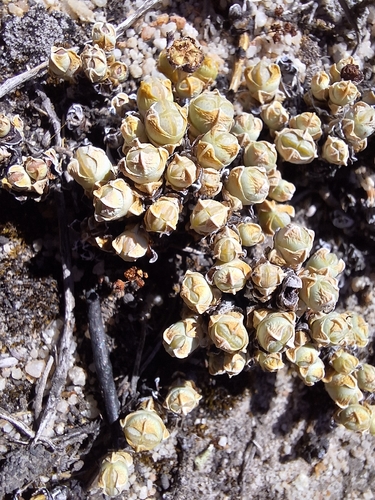 Cederberg matfig (Antimima prostrata)