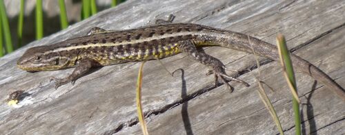 Caautín Smooth-throated Lizard