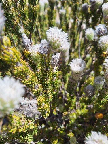 Phylica barbata (Phylica barbata)