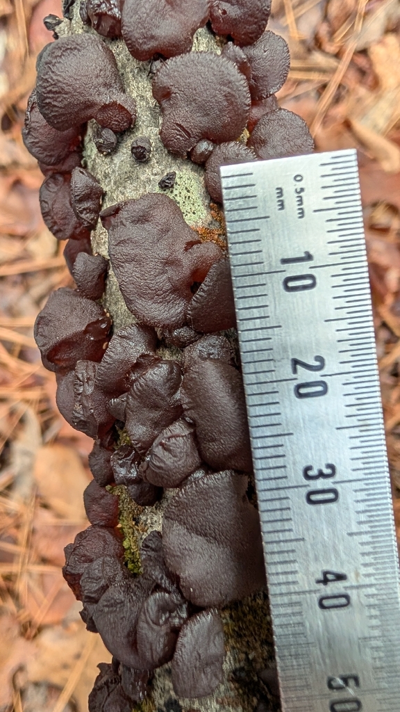 Exidia crenata · December 2025 · photo: © deslinger (iNaturalist, cc-by)
