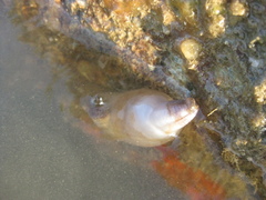 Asterocarpa coerulea