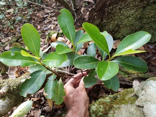 Xanthostemon ruber observed 2025-11-19