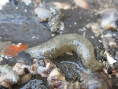 Flabelligera bicolor