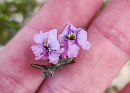 Native Rosemary (Dampiera rosmarinifolia)