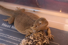 Pogona