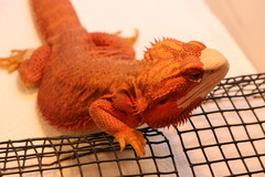 Pogona