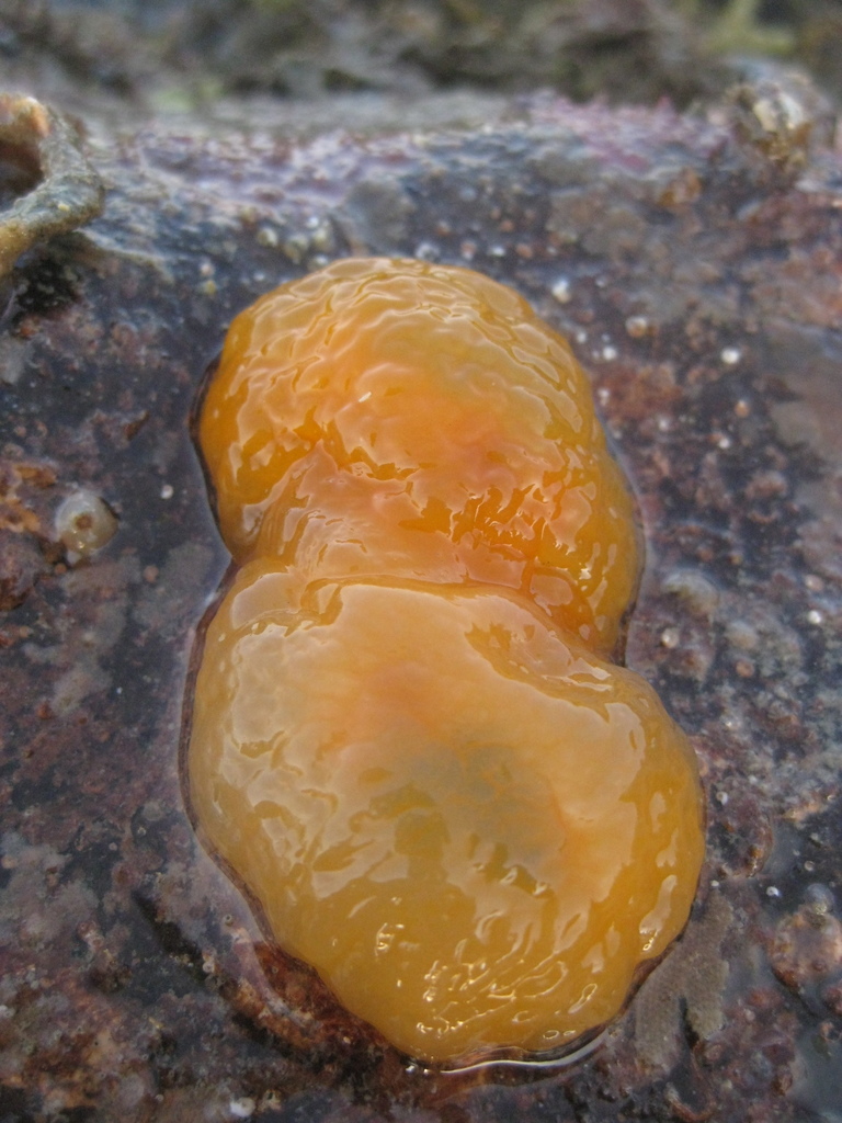 Photo of Yellow-citron berthellina (Berthellina citrina)