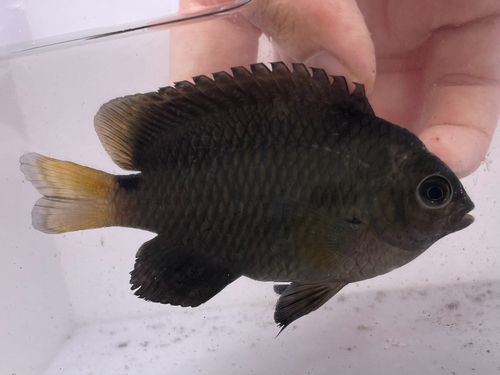 Brackish damsel (Pomacentrus taeniometopon) — Pomacentridae — 3