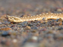 Bothrops ammodytoides