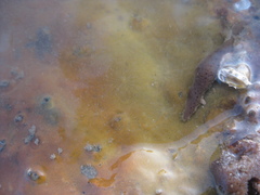 Timea aurantiaca