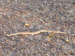 Bothrops ammodytoides