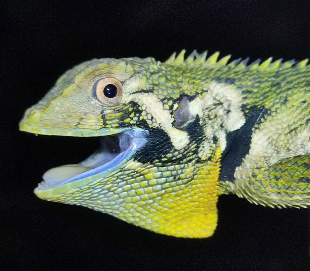 Amazonian Lizards, 2025: really pretty lizards · iNaturalist