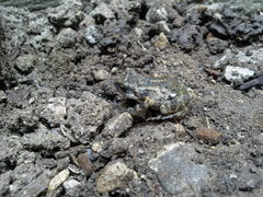 Eleutherodactylus nitidus