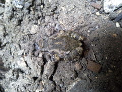 Eleutherodactylus nitidus