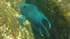 Microspathodon dorsalis